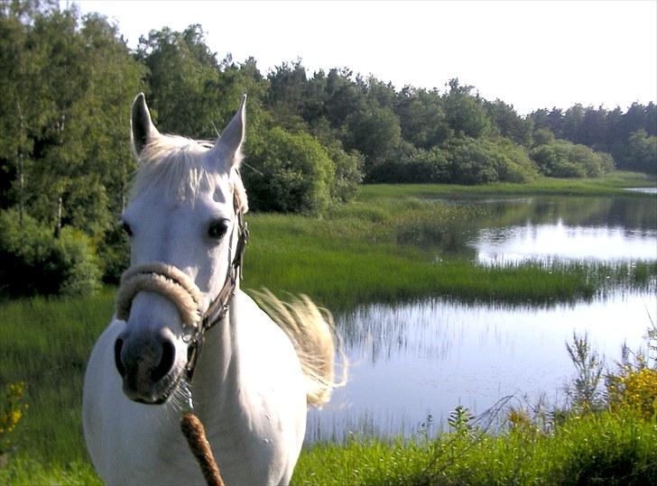 Arabisk fuldblod (OX) Tera ox - Solgt - billede 5