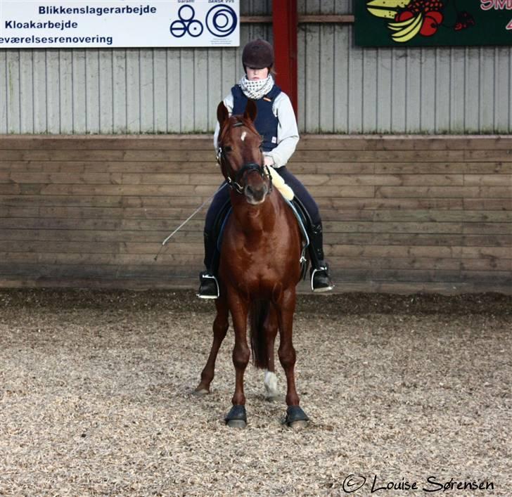 Trakehner Ferrari - d. 24/10-08. (Fotograf Louise.) billede 11