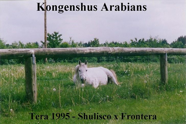 Arabisk fuldblod (OX) Tera ox - Solgt - billede 6