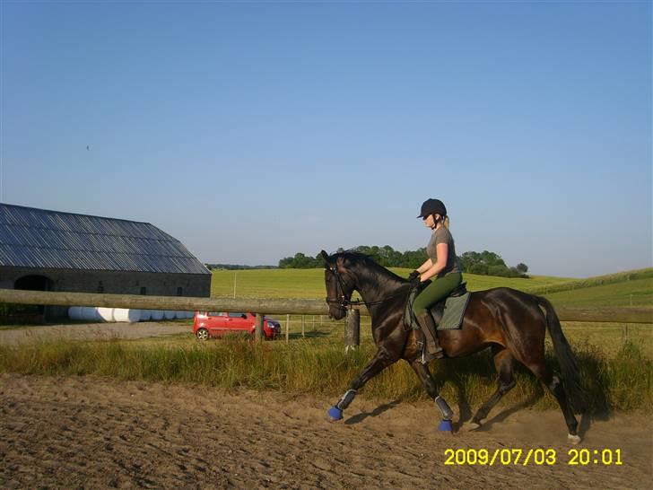 Dansk Varmblod + Pinto - Hoelgaards Wild La Mantic - Dressur træning 3 Juli 2009 billede 18