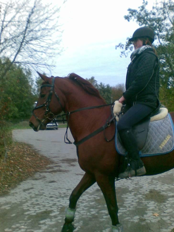 Trakehner Ferrari - Dejlig skovtur. (Fotograf Nathalie.) billede 12