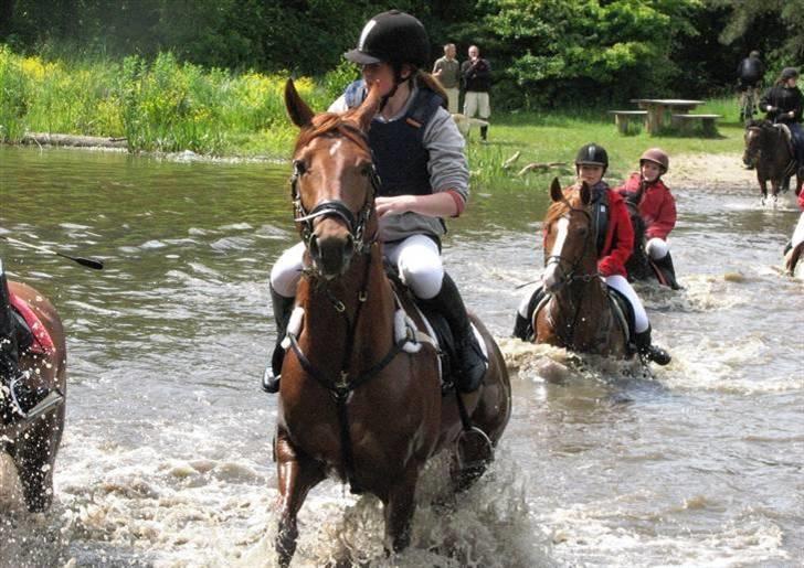 Trakehner Ferrari - Første jagt her er vi i Badesøen. (Fotograf Anna.) billede 13