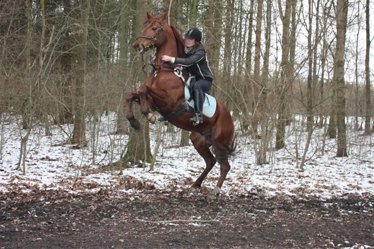 Trakehner Ferrari - Stejle kan han sku også, især i skoven. (Fotograf Julie.) billede 14