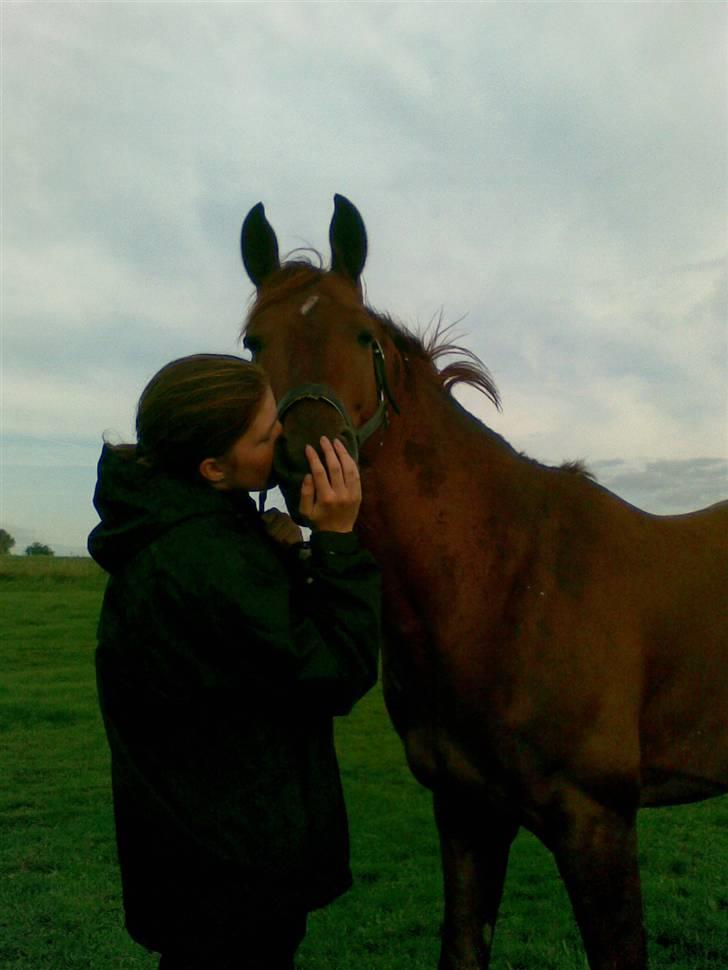 Trakehner Ferrari - Du er min dejligeste kysse konge. (Fotograf Nathalie.) billede 15