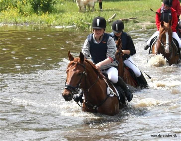 Trakehner Ferrari - Badesøen, forårsjagt 09 (Fotograf Nicole.) billede 16