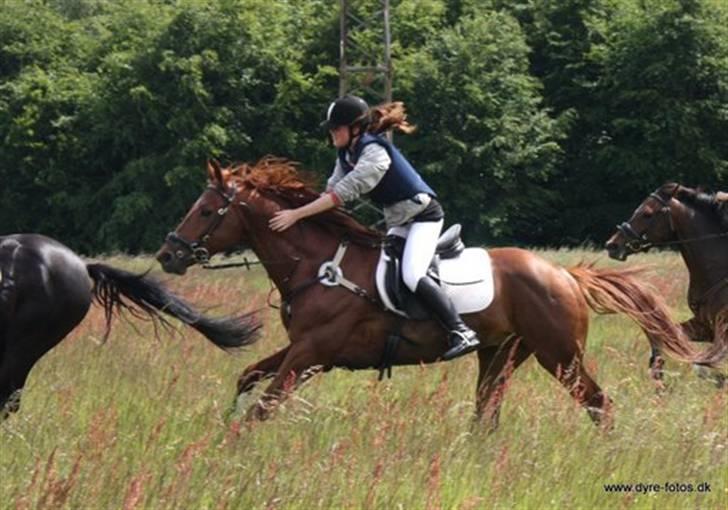 Trakehner Ferrari - Opløbet til forårsjagten 09 (Fotograf Nicole.) billede 17