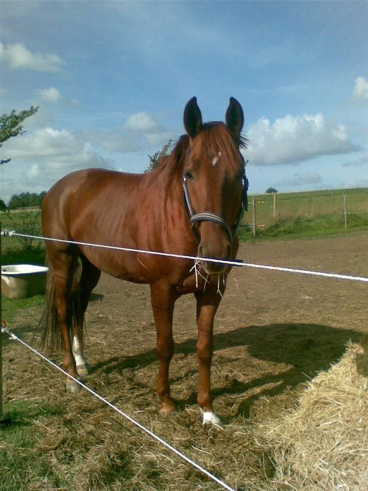 Trakehner Ferrari - Han kan se så uskyldig ud. (Fotograf Nathalie.) billede 18