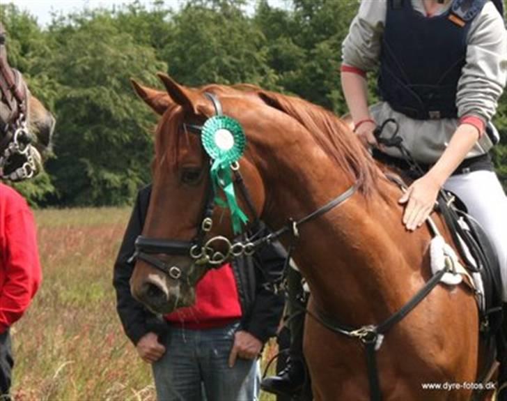 Trakehner Ferrari - Ferrari og jeg til Forårsjagt 09, 3 i opløbet for gennemført hest. (Fotograf Nicole.) billede 19