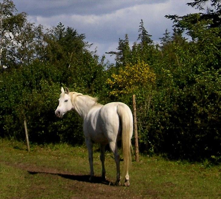 Arabisk fuldblod (OX) Tera ox - Solgt - billede 7