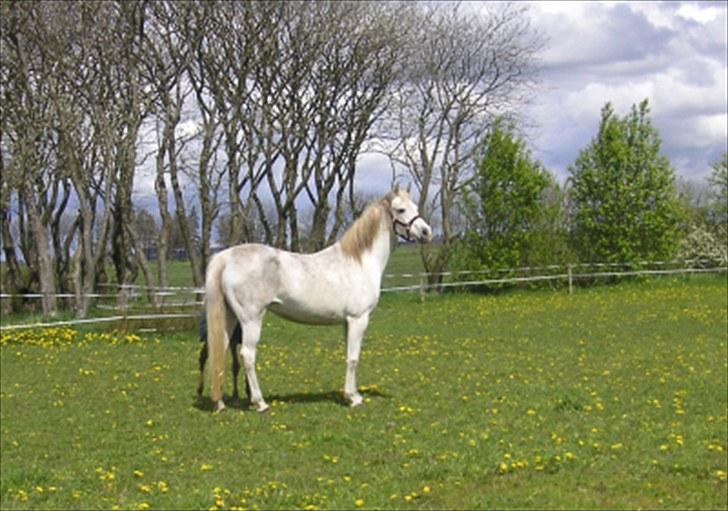 Arabisk fuldblod (OX) Tera ox - Solgt - billede 8