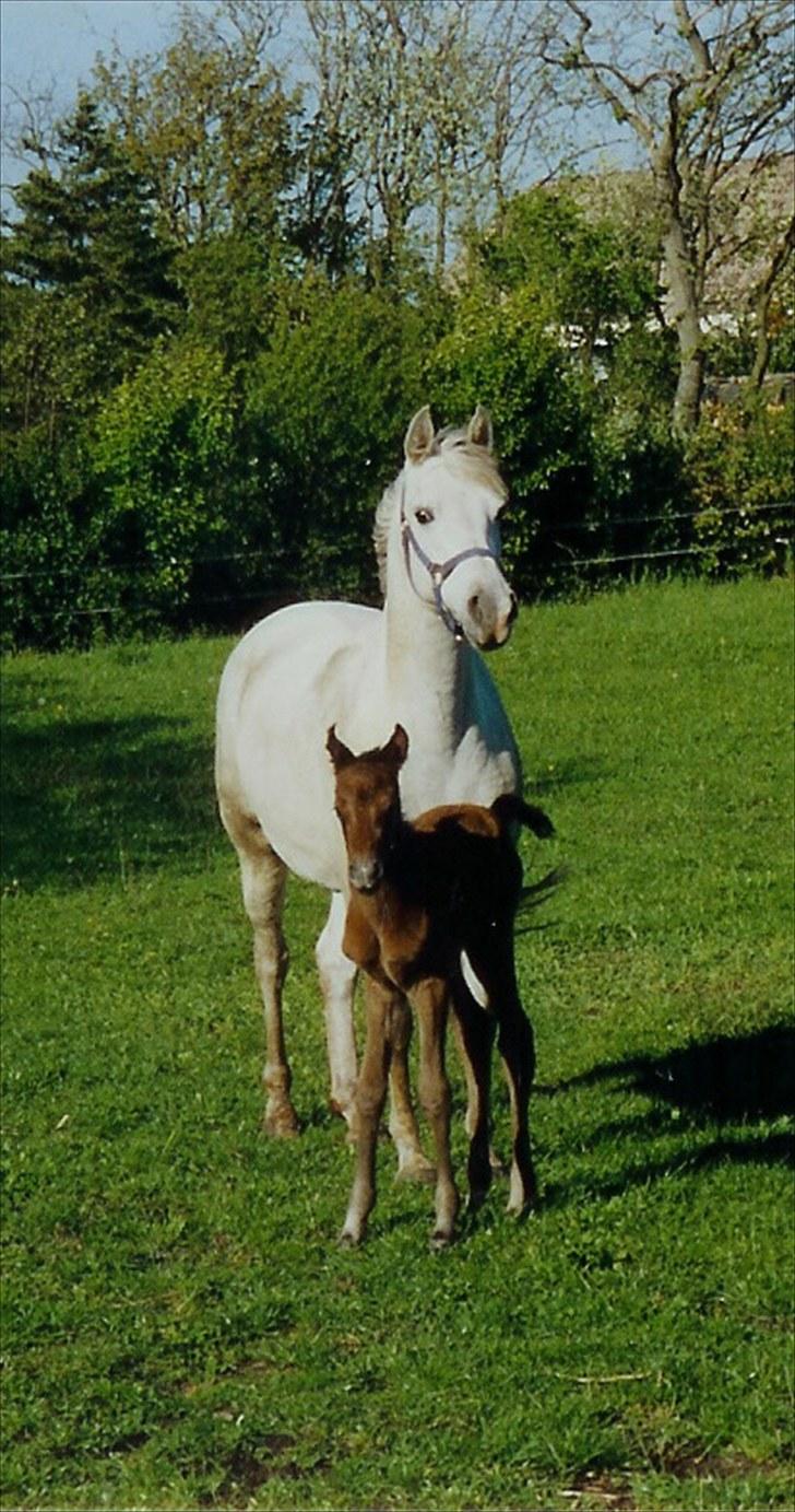 Arabisk fuldblod (OX) Tera ox - Solgt - billede 9