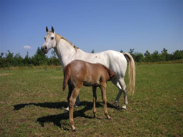 Arabisk fuldblod (OX) Tera ox - Solgt - billede 10