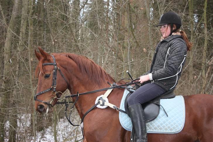 Trakehner Ferrari - Farvel og læg gerne i en kommentar og bedømmelse :). (Fotograf Julie.) billede 20