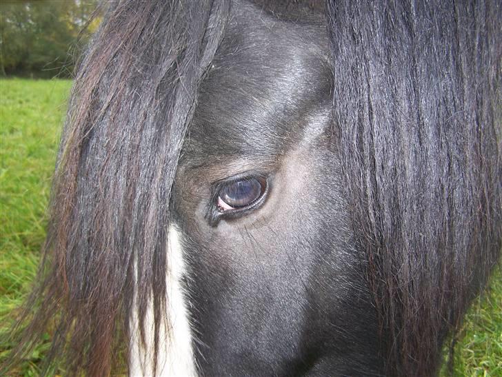 Irish Cob Troelsegaarden's MacNeal - Partical blue eyes .. De smukkeste i verden! billede 17