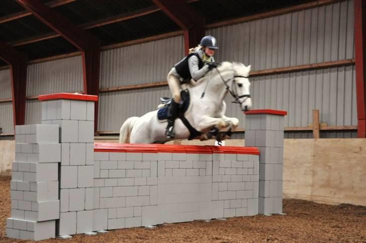 Anden særlig race Mountin Jumper - Foto: Lotte Zitz. Tak! billede 4