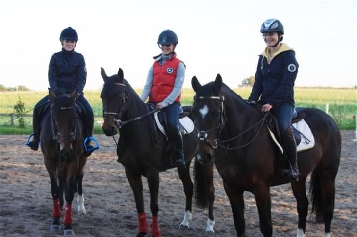 Tysk Sportspony Vivien *SOLGT :'( * - Christel & Sabby, Vivi og jeg, Frede og Betty Foto: suus billede 3