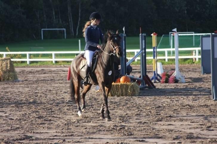 Tysk Sportspony Vivien *SOLGT :'( * - Stævne Hundested Foto: suus billede 4