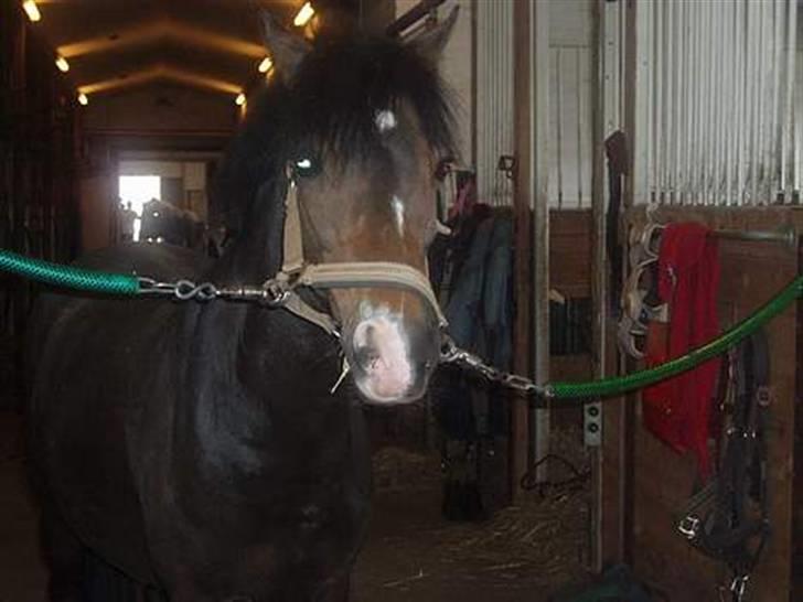 Welsh Mountain (sec A) Lyngvejens Rosita *SOLGT* - Rulle i stalden Foto: mig billede 2