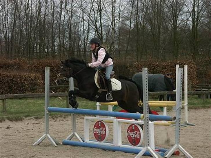 Welsh Mountain (sec A) Lyngvejens Rosita *SOLGT* - Til træning Foto: Lises billeder billede 3