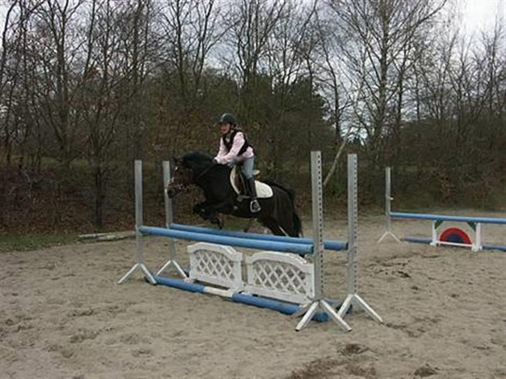 Welsh Mountain (sec A) Lyngvejens Rosita *SOLGT* - Til træning Foto: Lises billeder billede 4