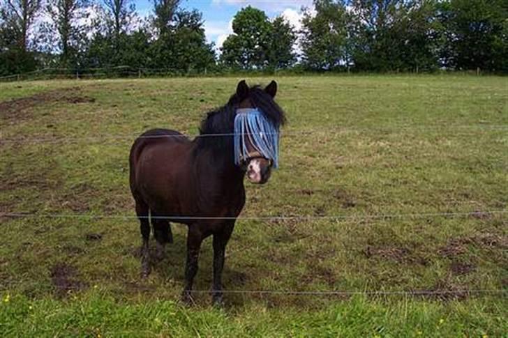 Welsh Mountain (sec A) Lyngvejens Rosita *SOLGT* - Rulle på sommergræs Foto: mig billede 5