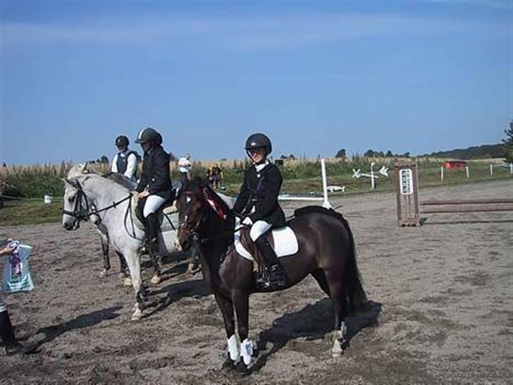 Welsh Mountain (sec A) Lyngvejens Rosita *SOLGT* - Nr. 1  til stævne på folehavegaard Foto: Kisser billede 6