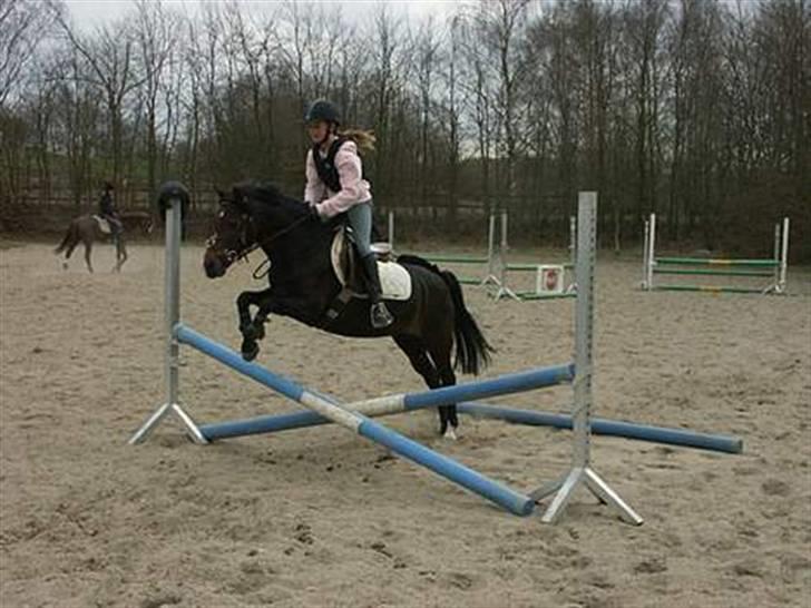 Welsh Mountain (sec A) Lyngvejens Rosita *SOLGT* - opvarmning til træning foto: Lises billdeder billede 7