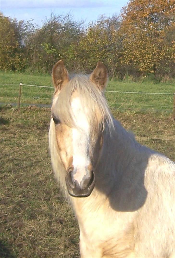 Welsh Pony (sec B) Fantasie V.   SOLGT! -  Hej, og velkommen til min profil! Håber i kan lide billederne af mig....... billede 19