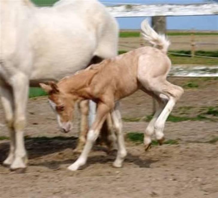 Welsh Pony (sec B) Fantasie V.   SOLGT! - Fantasie V. som føl. billede 4