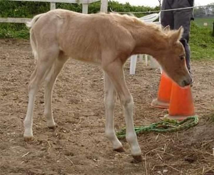 Welsh Pony (sec B) Fantasie V.   SOLGT! - Nysgerrige Fantasie V. billede 7