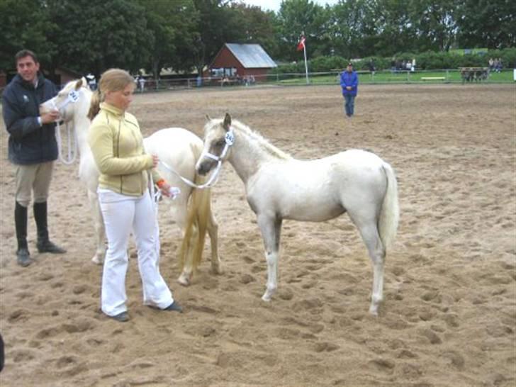 Welsh Pony (sec B) Fantasie V.   SOLGT! - Fantasie til bedømmelse på Store Hestedag i 2007 sammen med avler Vicky M. billede 9