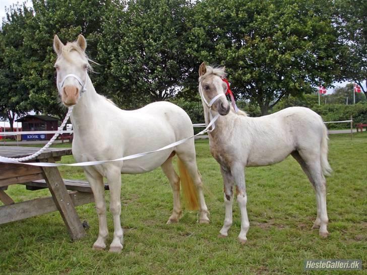 Welsh Pony (sec B) Fantasie V.   SOLGT! - Mor og datter på Store Hestedag i 2007. billede 10