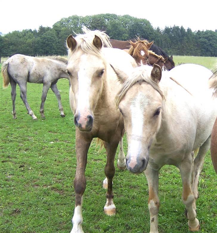 Welsh Pony (sec B) Fantasie V.   SOLGT! - Fantasie i September 2008, da vi købte hende hos Maiken Holm. billede 12