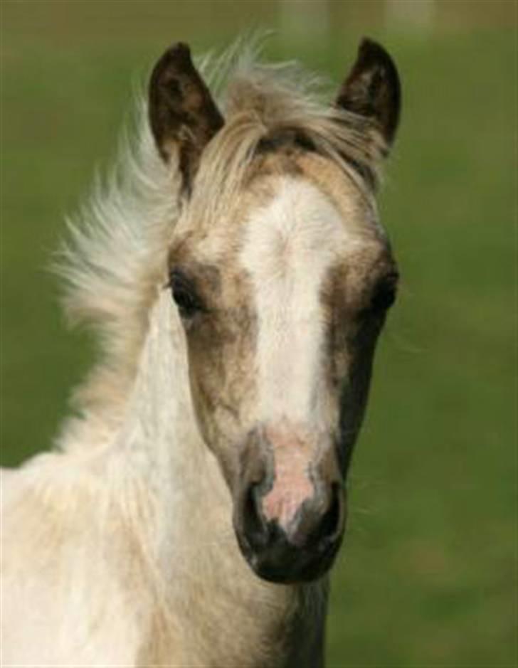 Welsh Pony (sec B) Fantasie V.   SOLGT! - Fantasie´s smukke hoved. billede 11