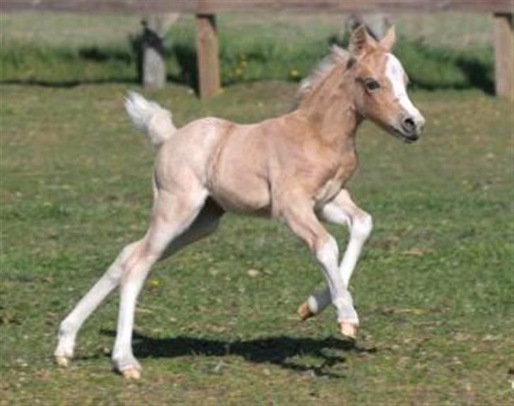 Welsh Pony (sec B) Fantasie V.   SOLGT! - Billede jeg har fået af avler! Er hun ikke bare en lille charmetrold? billede 8