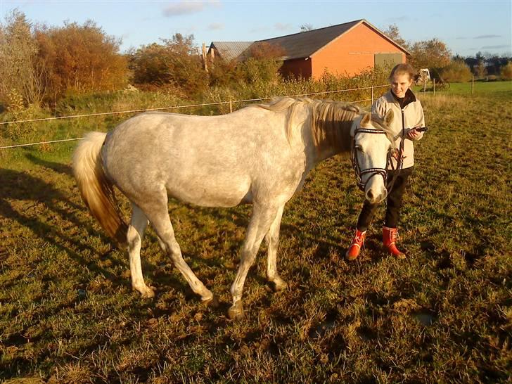 Welsh Partbred (Sec F) Bjerregaards Isabell billede 17