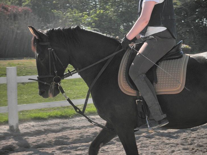 Anden særlig race Diablo billede 13