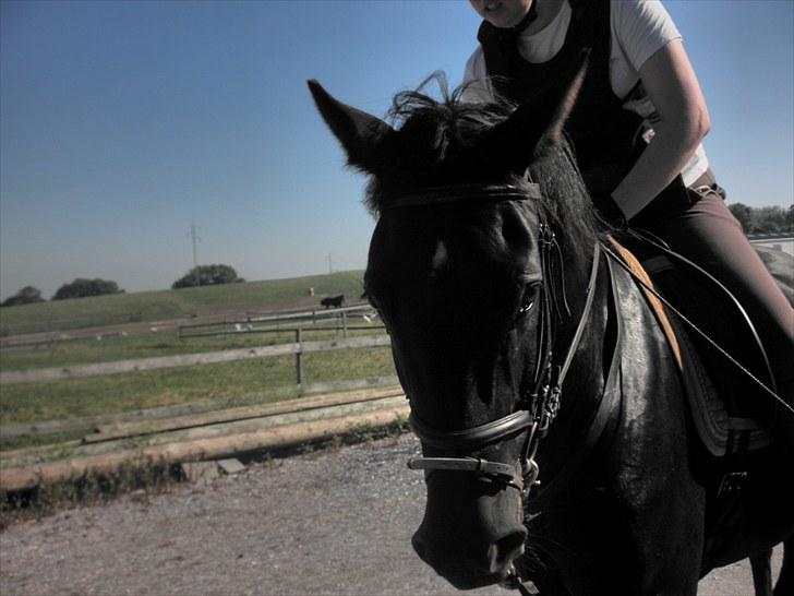 Anden særlig race Diablo billede 14