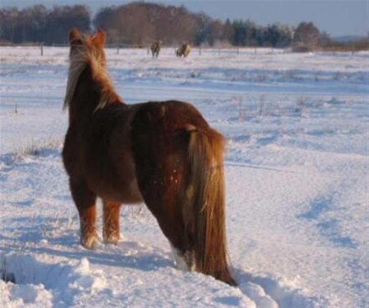 Welsh Mountain (sec A) Mon ami Adda #SOLGT# <33 - Vinter billede smukke pony billede 9