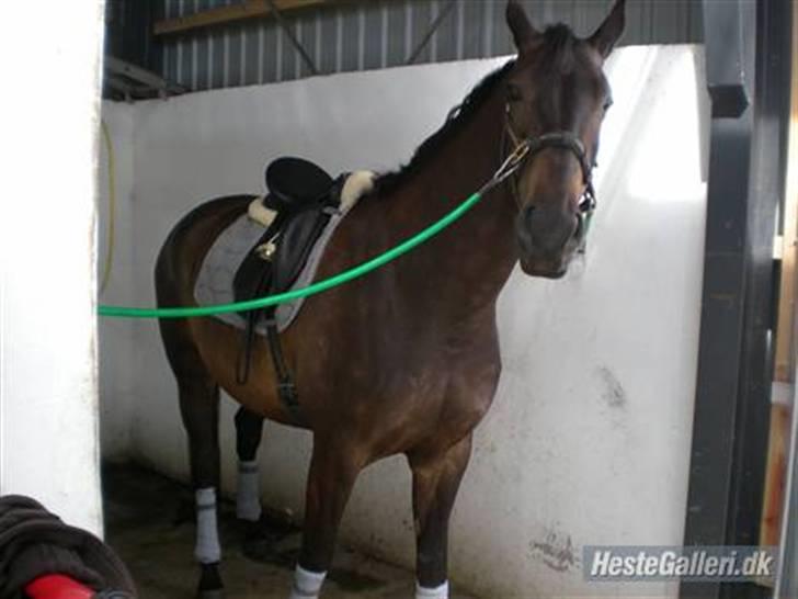 Trakehner F.M´s Winnietou *solgt* billede 7