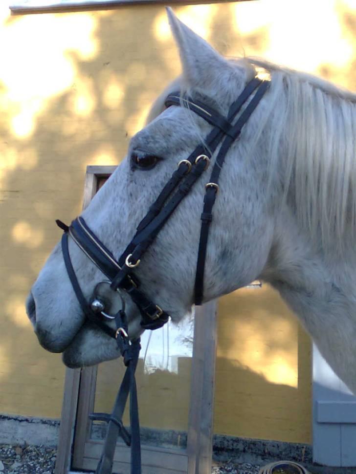 Anden særlig race Vilstrands Luffe billede 10