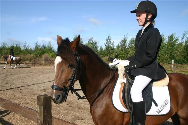 Appaloosa Bandana Joe *Byttet;/* - 11) billede 11