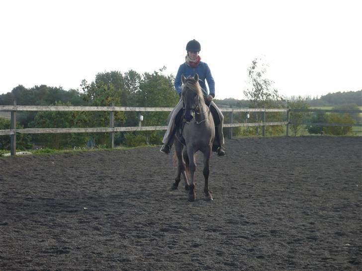 Sorraia Temudo  billede 15