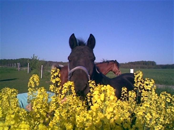 Anden særlig race Nellie - love you.*;<3 billede 1