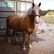 Haflinger Højgårds Futte SOLGT ;'(