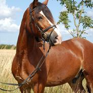 Welsh Cob (sec D) Fjordglimt Mr. Kennedy 
