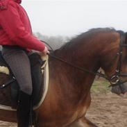 Welsh Cob (sec D) Fjordglimt Mr. Kennedy 