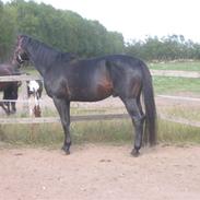 Oldenborg Santano