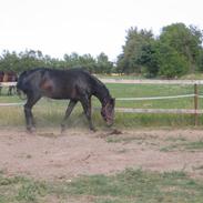 Oldenborg Santano