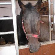 Oldenborg Santano